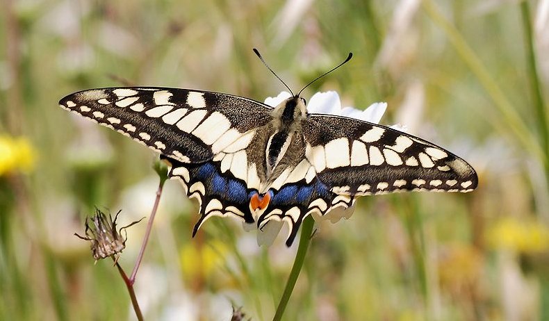 Le papillon